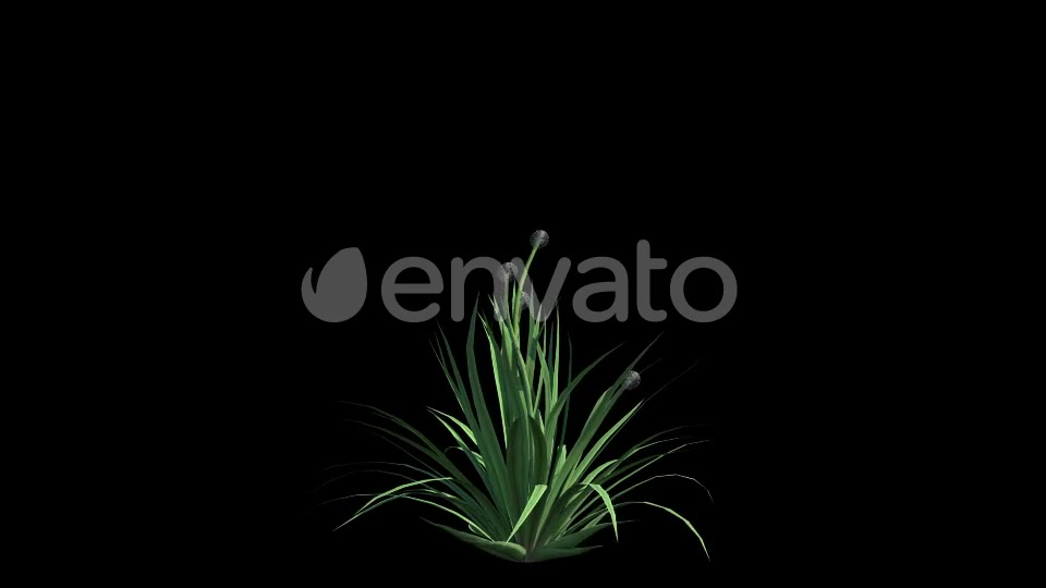 4K Dandelion Plant Growing Timelapse Videohive 22359744 Motion Graphics Image 2