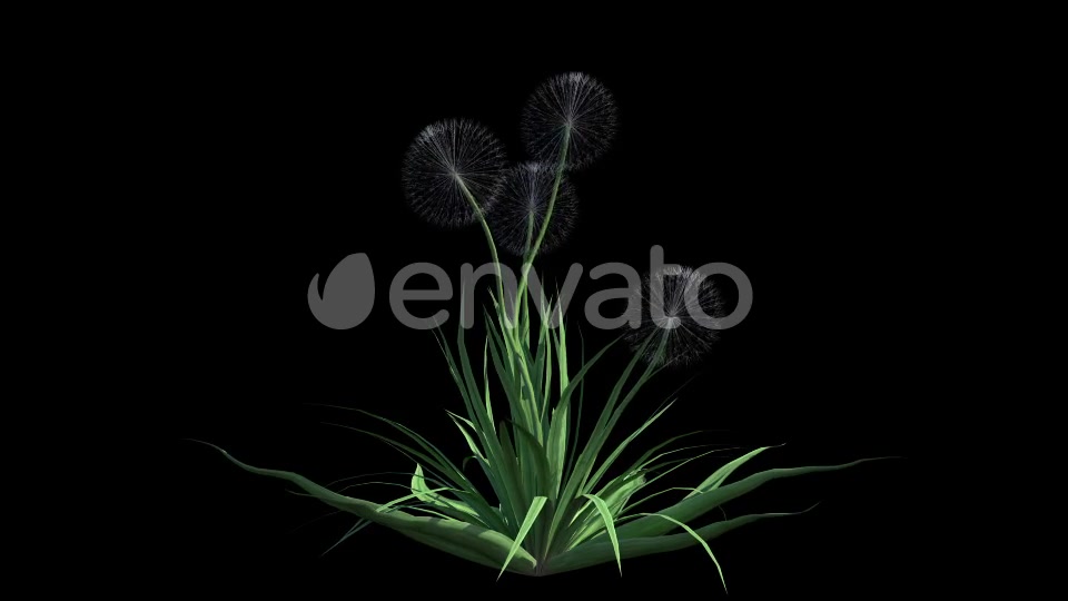 4K Dandelion Plant Growing Timelapse Videohive 22359744 Motion Graphics Image 3