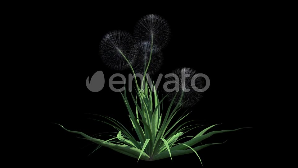 4K Dandelion Plant Growing Timelapse Videohive 22359744 Motion Graphics Image 4