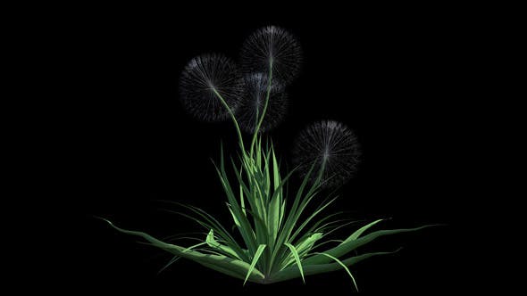 4K Dandelion Plant Growing Timelapse - Videohive Download 22359744
