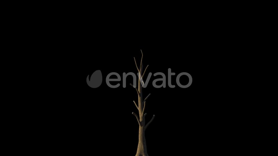 4K Eucalyptus Tree Growing Timelapse Videohive 21866691 Motion Graphics Image 2