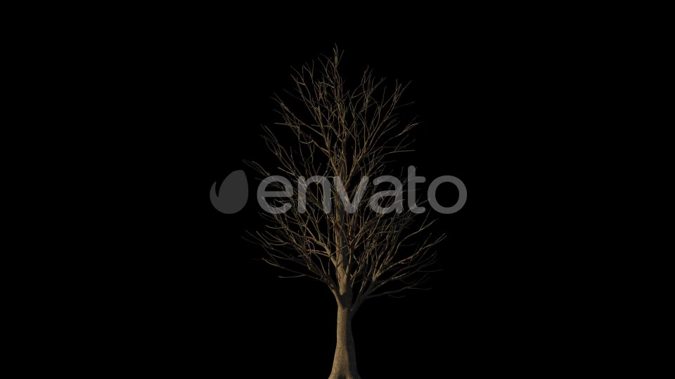 4K Eucalyptus Tree Growing Timelapse Videohive 21866691 Motion Graphics Image 3