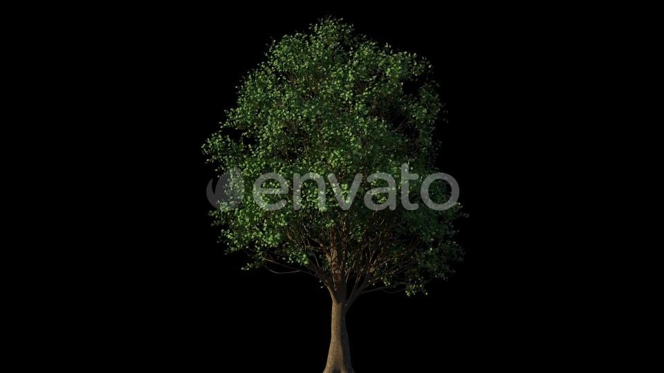 4K Eucalyptus Tree Growing Timelapse Videohive 21866691 Motion Graphics Image 4