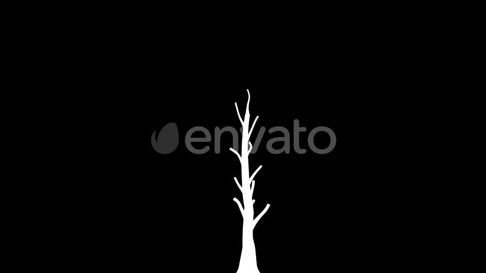 4K Eucalyptus Tree Growing Timelapse Videohive 21866691 Motion Graphics Image 6