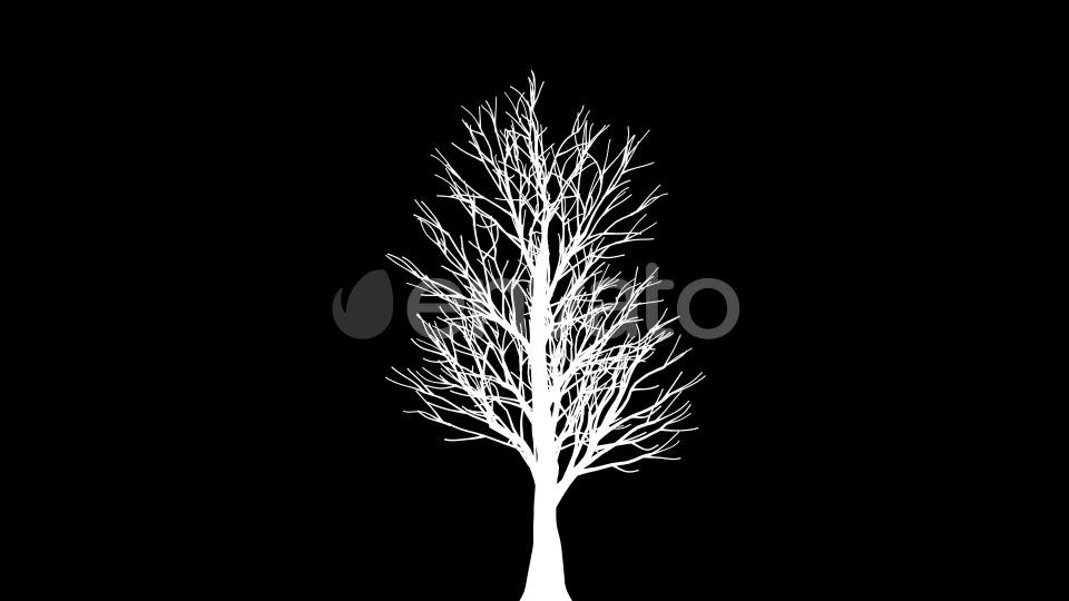 4K Eucalyptus Tree Growing Timelapse Videohive 21866691 Motion Graphics Image 7