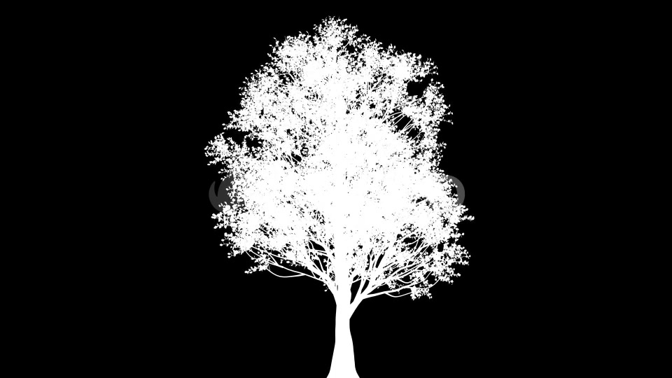 4K Eucalyptus Tree Growing Timelapse Videohive 21866691 Motion Graphics Image 8