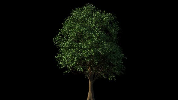 4K Eucalyptus Tree Growing Timelapse - 21866691 Videohive Download
