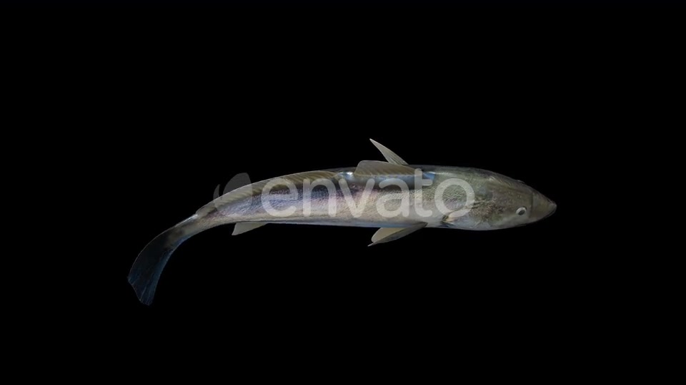 4K Fish Top Videohive 23249957 Motion Graphics Image 4