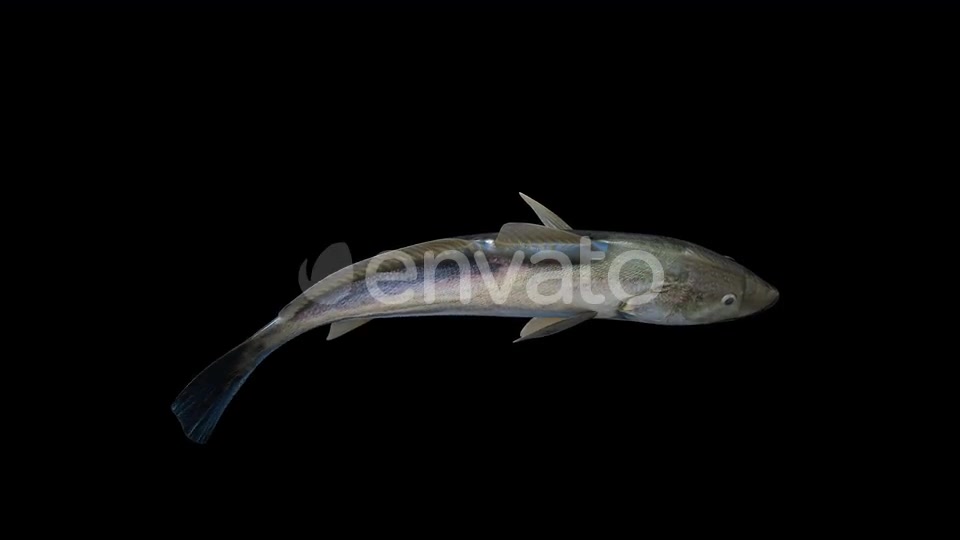 4K Fish Top Videohive 23249957 Motion Graphics Image 5