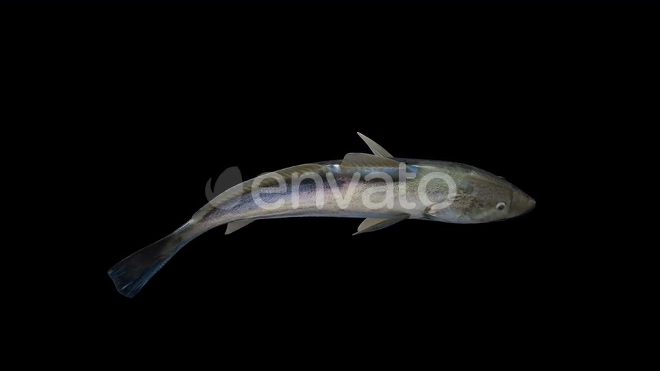 4K Fish Top Videohive 23249957 Motion Graphics Image 6