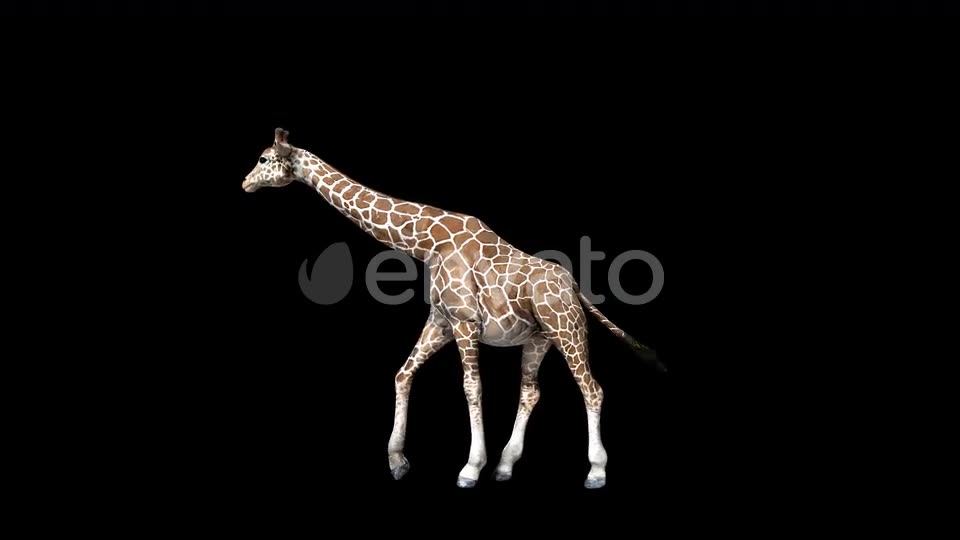 4K Giraffe Walk Videohive 24271354 Motion Graphics Image 2