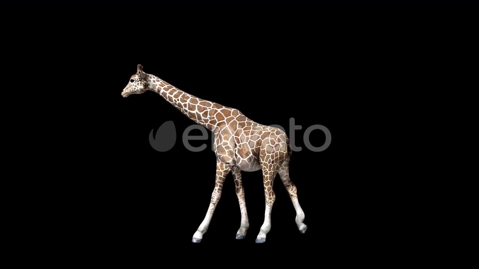 4K Giraffe Walk Videohive 24271354 Motion Graphics Image 3