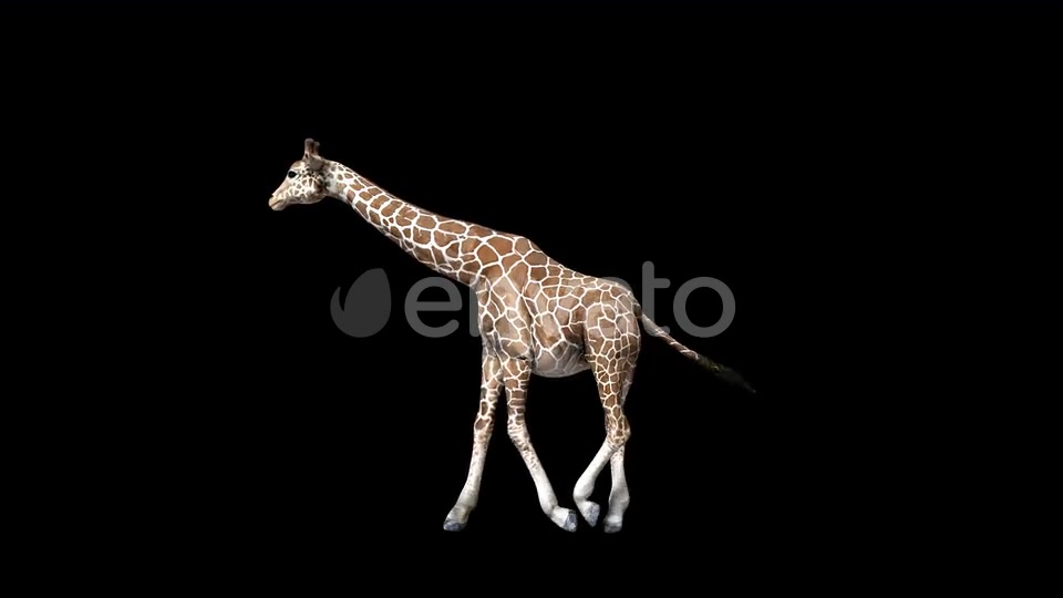4K Giraffe Walk Videohive 24271354 Motion Graphics Image 4