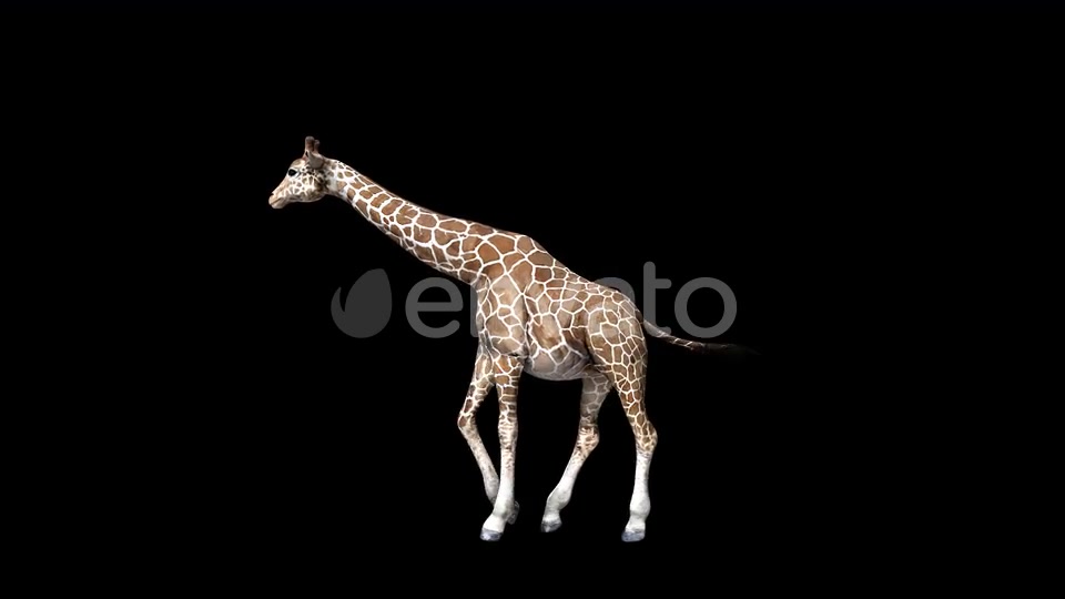 4K Giraffe Walk Videohive 24271354 Motion Graphics Image 5