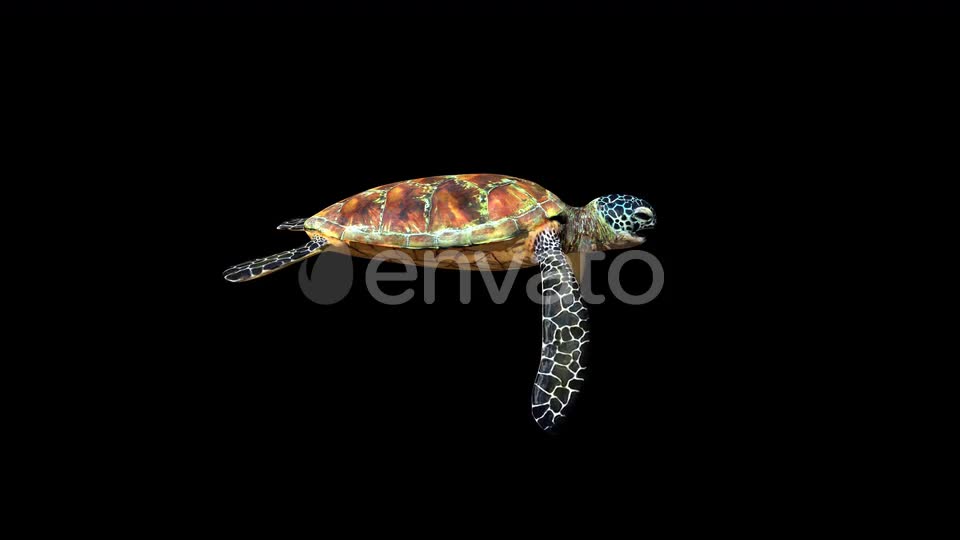 4K Green Ocean Turtle Videohive 24356454 Motion Graphics Image 1