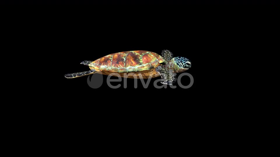 4K Green Ocean Turtle Videohive 24356454 Motion Graphics Image 2