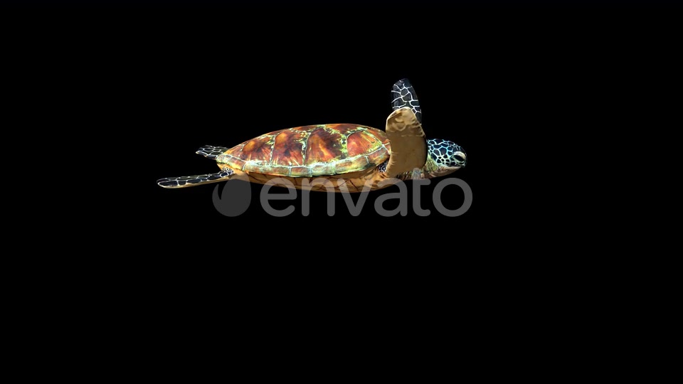 4K Green Ocean Turtle Videohive 24356454 Motion Graphics Image 3
