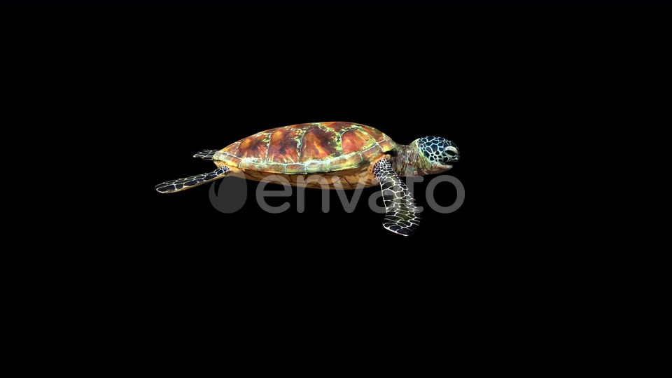 4K Green Ocean Turtle Videohive 24356454 Motion Graphics Image 4