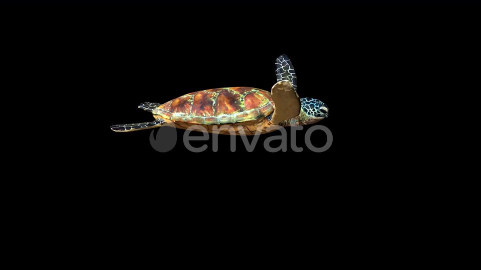 4K Green Ocean Turtle Videohive 24356454 Motion Graphics Image 7