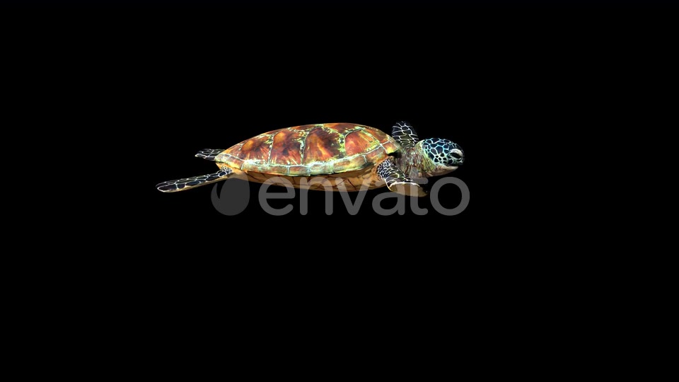 4K Green Ocean Turtle Videohive 24356454 Motion Graphics Image 8