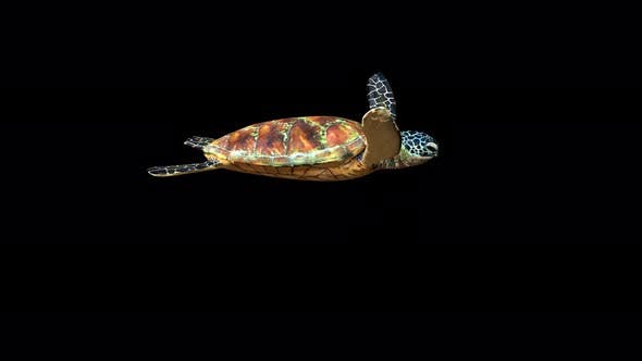 4K Green Ocean Turtle - 24356454 Download Videohive