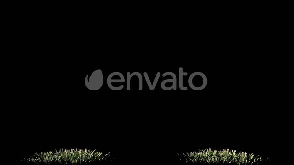 4K Hairybrome Plant Growing Timelapse Videohive 22359797 Motion Graphics Image 1