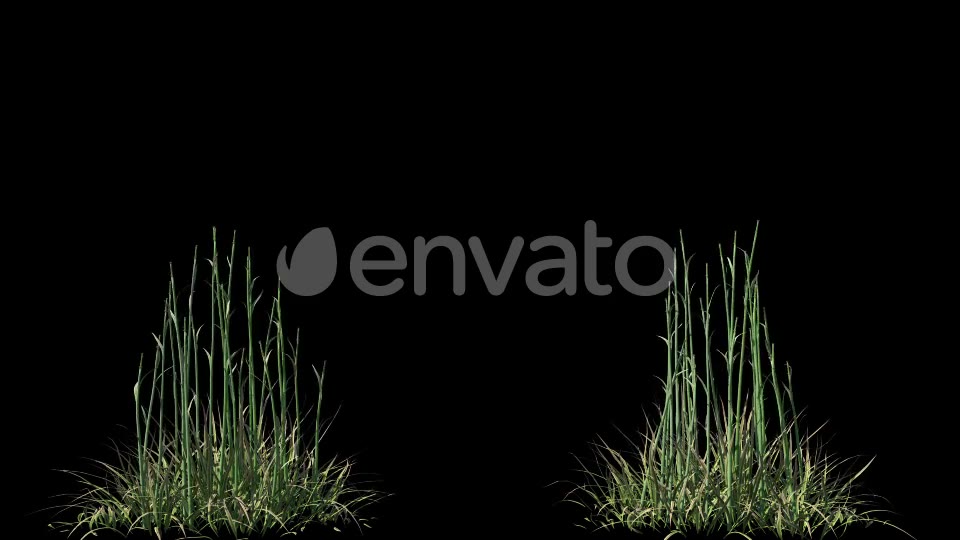 4K Hairybrome Plant Growing Timelapse Videohive 22359797 Motion Graphics Image 2