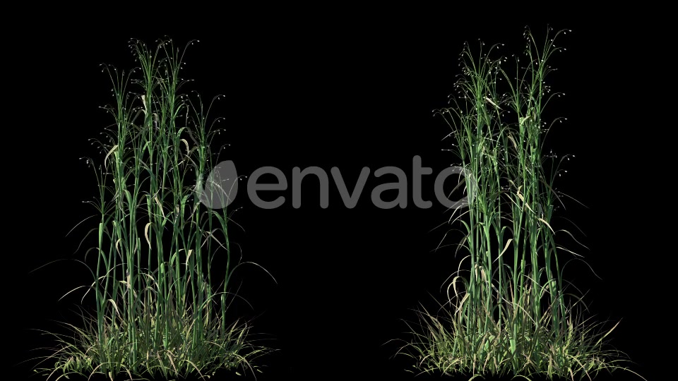 4K Hairybrome Plant Growing Timelapse Videohive 22359797 Motion Graphics Image 3