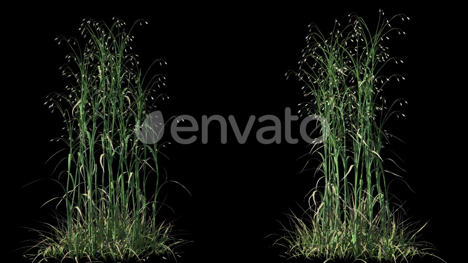 4K Hairybrome Plant Growing Timelapse Videohive 22359797 Motion Graphics Image 4