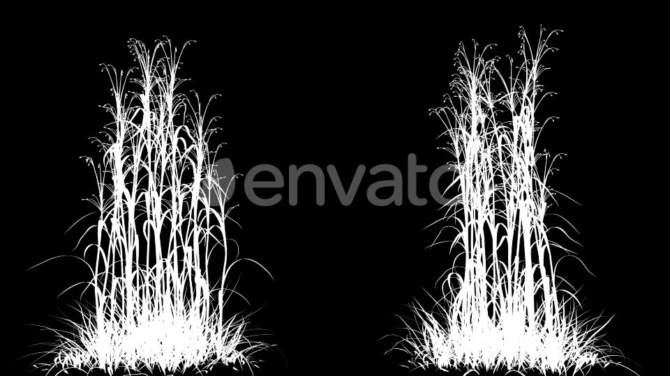 4K Hairybrome Plant Growing Timelapse Videohive 22359797 Motion Graphics Image 7