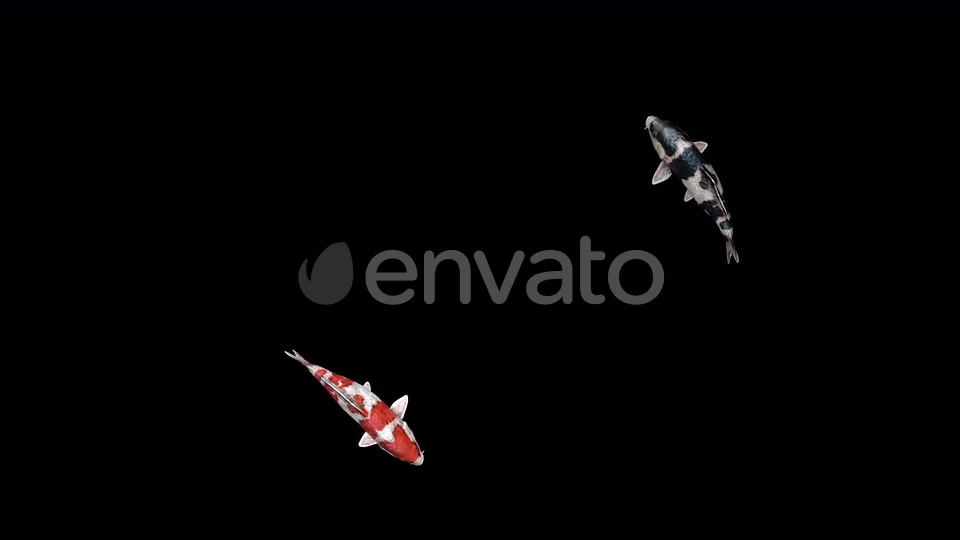 4K Koi Fishes Videohive 23247340 Motion Graphics Image 5