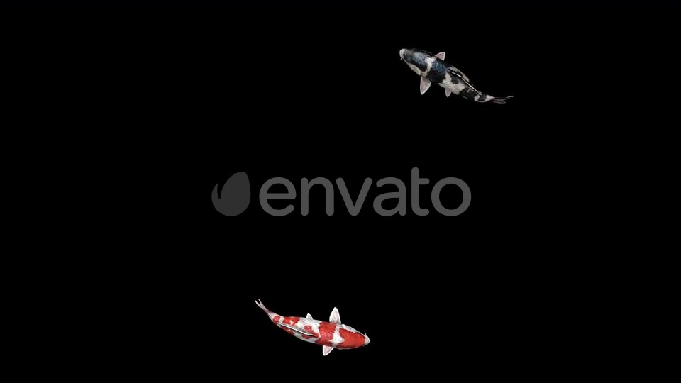 4K Koi Fishes Videohive 23247340 Motion Graphics Image 6