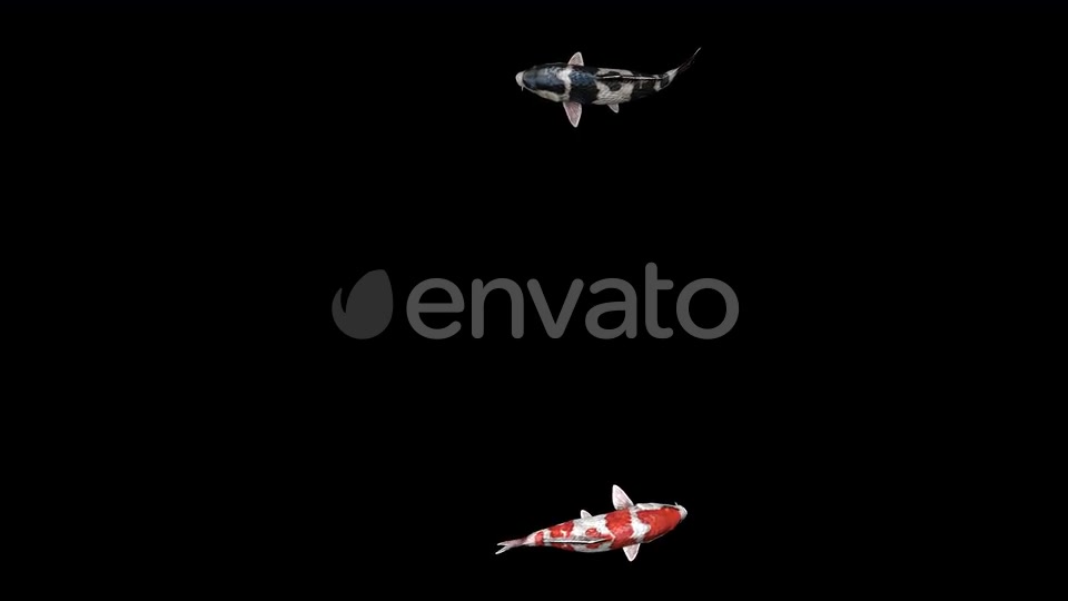 4K Koi Fishes Videohive 23247340 Motion Graphics Image 7