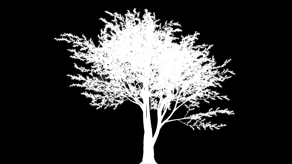 4K Lemon Tree Growing Timelapse Videohive 21866531 Motion Graphics Image 8