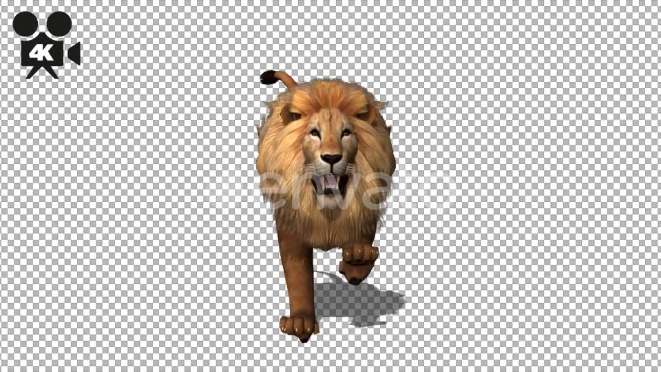 4K Lion Run to Camera Videohive 21675751 Motion Graphics Image 3