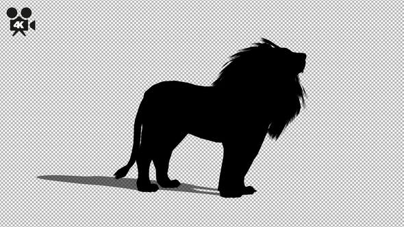 4K Lion Silhouette Howl - Videohive Download 21721300