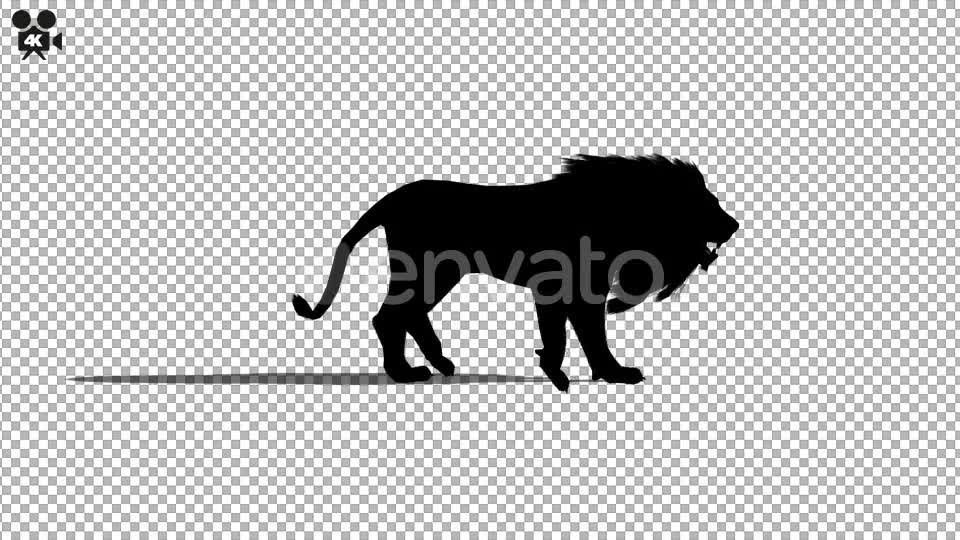 4K Lion Walk Silhouette Videohive 21721351 Motion Graphics Image 1