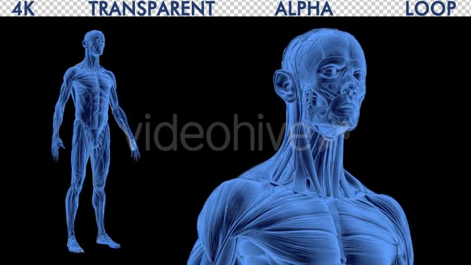 4K Male Body Anatomy Videohive 19191227 Motion Graphics Image 1