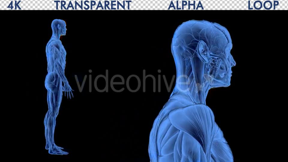 4K Male Body Anatomy Videohive 19191227 Motion Graphics Image 2