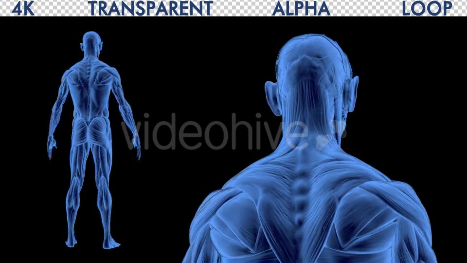 4K Male Body Anatomy Videohive 19191227 Motion Graphics Image 3