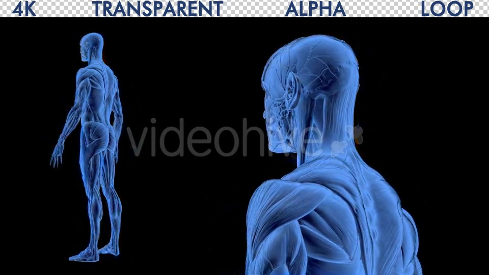 4K Male Body Anatomy Videohive 19191227 Motion Graphics Image 4