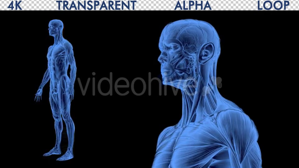 4K Male Body Anatomy Videohive 19191227 Motion Graphics Image 5