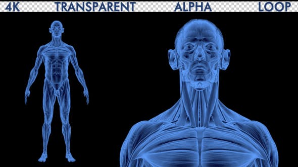 4K Male Body Anatomy - Videohive Download 19191227