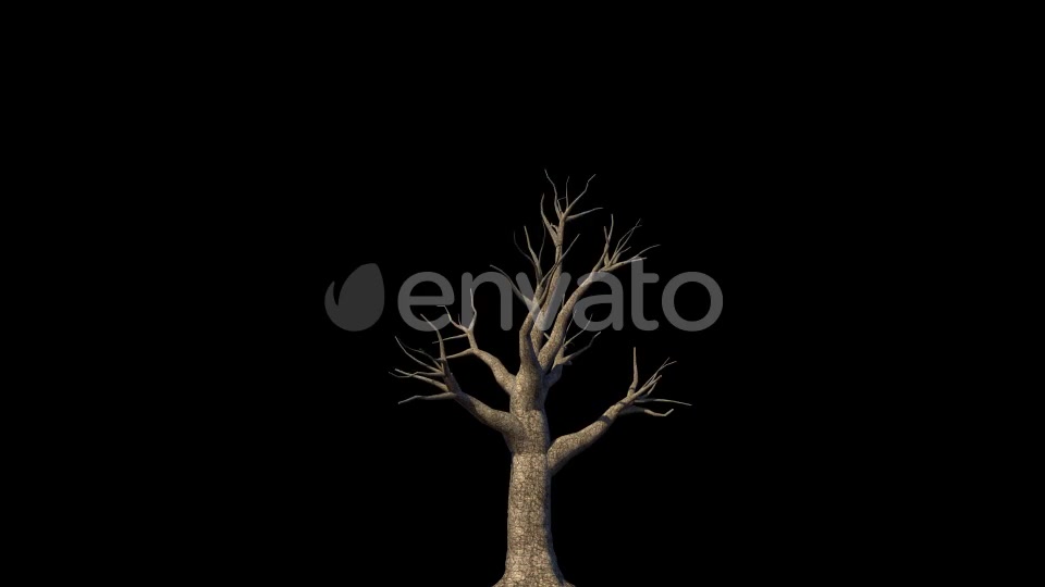 4K Oak Tree Growing Timelapse Videohive 21866517 Motion Graphics Image 2