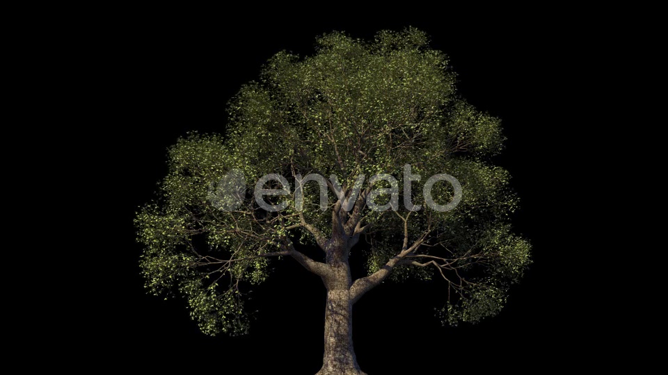 4K Oak Tree Growing Timelapse Videohive 21866517 Motion Graphics Image 4