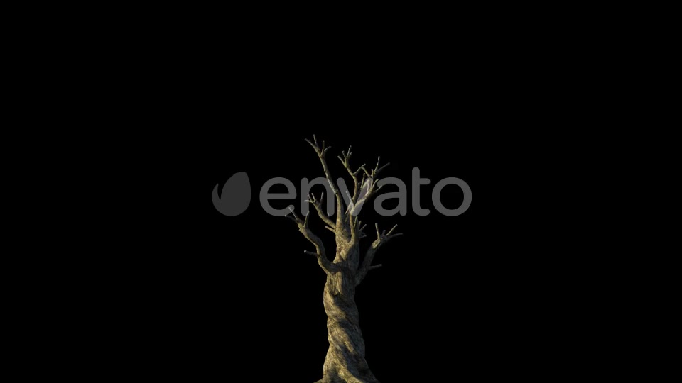 4K Olive Tree Growing Timelapse Videohive 21866703 Motion Graphics Image 2
