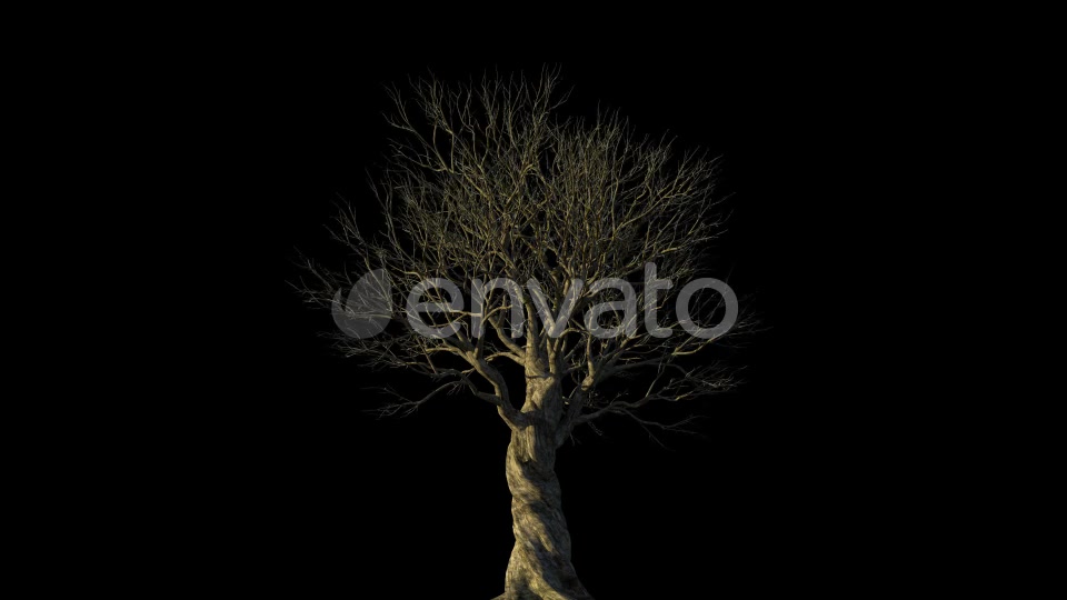 4K Olive Tree Growing Timelapse Videohive 21866703 Motion Graphics Image 3