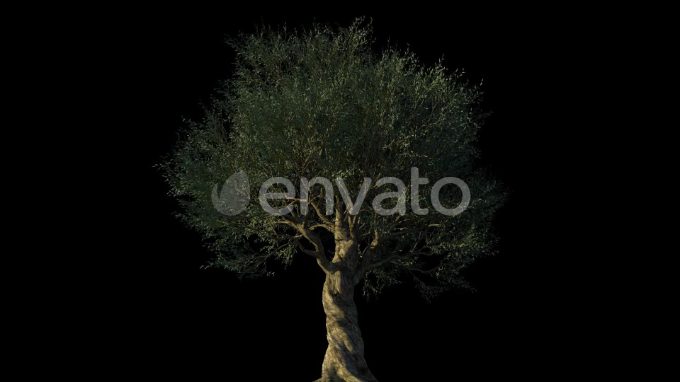 4K Olive Tree Growing Timelapse Videohive 21866703 Motion Graphics Image 4