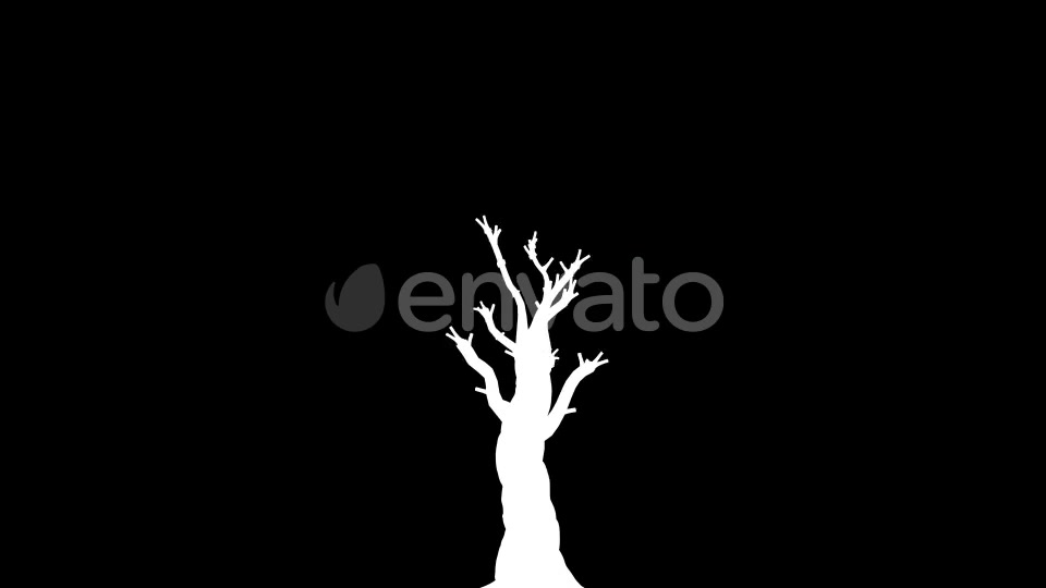 4K Olive Tree Growing Timelapse Videohive 21866703 Motion Graphics Image 6