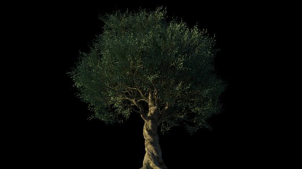 4K Olive Tree Growing Timelapse - Videohive Download 21866703